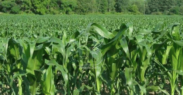 Maize farming. Photo/Courtesy