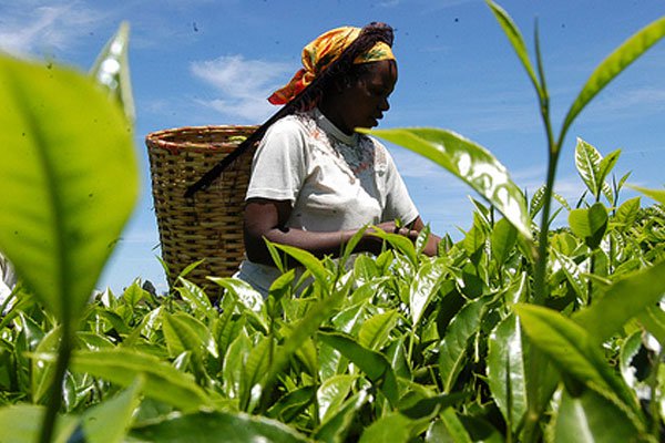 Kenya Plantations and Agricultural Workers Union official says they are demanding 10 per cent salary increment. Photo/Courtesy