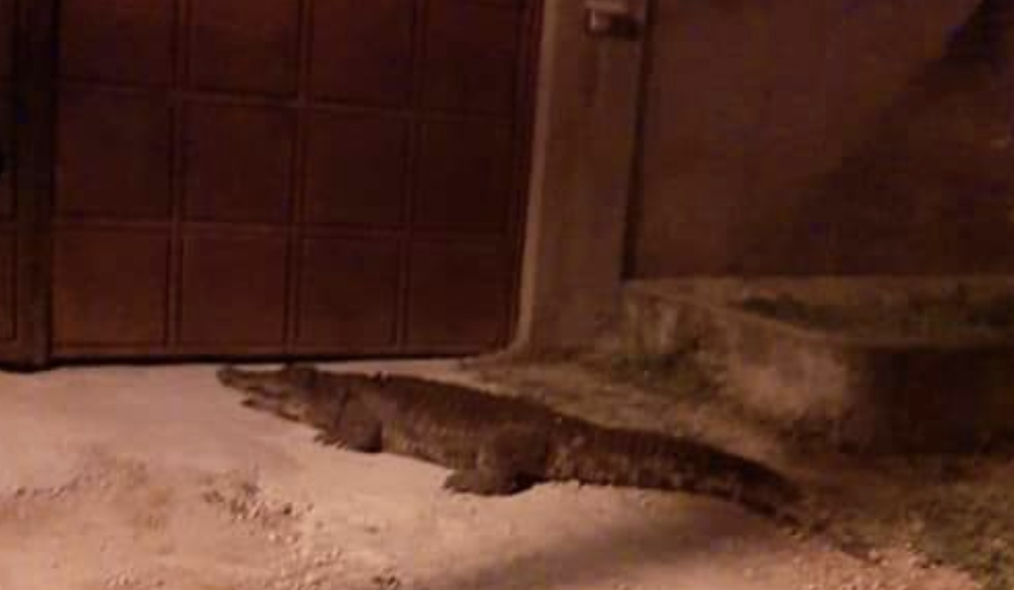 Fears of crocodile attacks in Nyali-Mombasa as the reptiles stray from Mamba Village