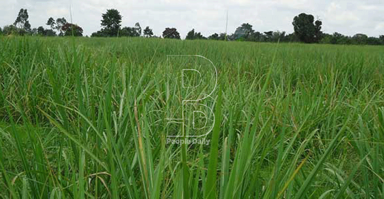 State could save up to Sh55 billion annually in import costs by using locally produced sugar