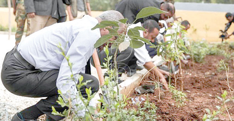 Ethiopia plants 200 million trees to break the world record