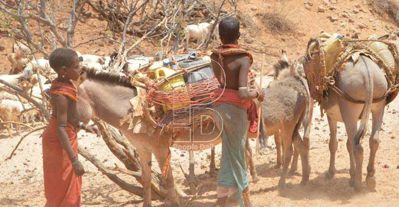 Disparity in number of donkeys slaughtered for export worries agency