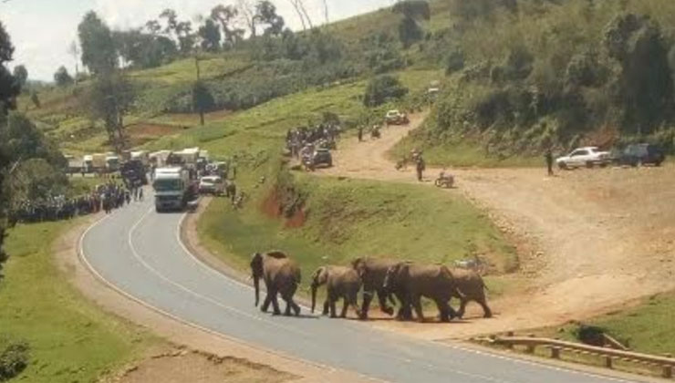 The jumbos were on Friday, July 19, spotted walking across a tarmac road linking Timboroa and Eldoret. [PHOTO | K24 DIGITAL]