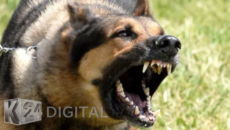 Police launch probe after househelp was killed by her employer’s dog in Malindi