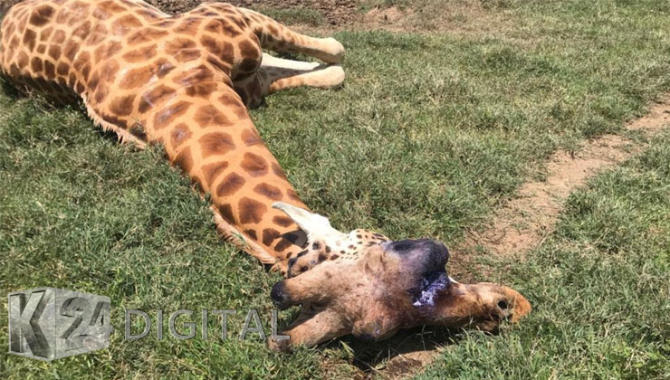 A photo on social media of a giraffe with an eye tumor has jolted Kenya Wildlife Service to take action and seek treatment for the animal. [PHOTO | K24]