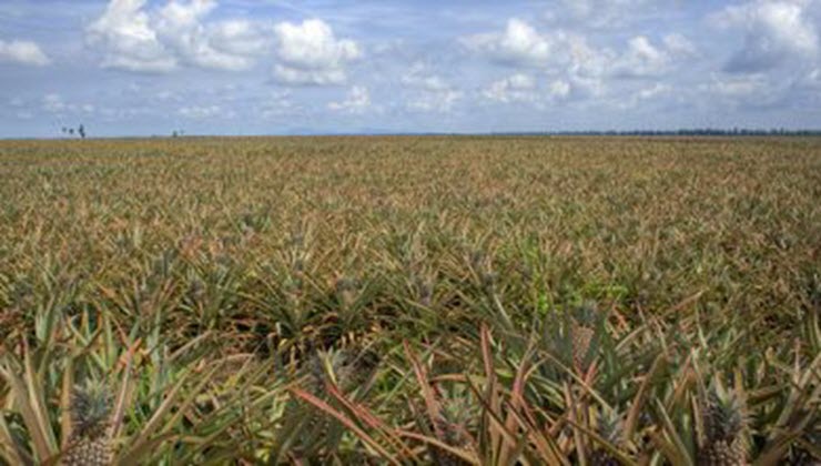 Pineapple plantation