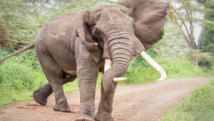 Namibia's Health Minister Kalumbi Shangula has warned people against using elephant dung to "cure" Covid-19. [PHOTO | FILE]