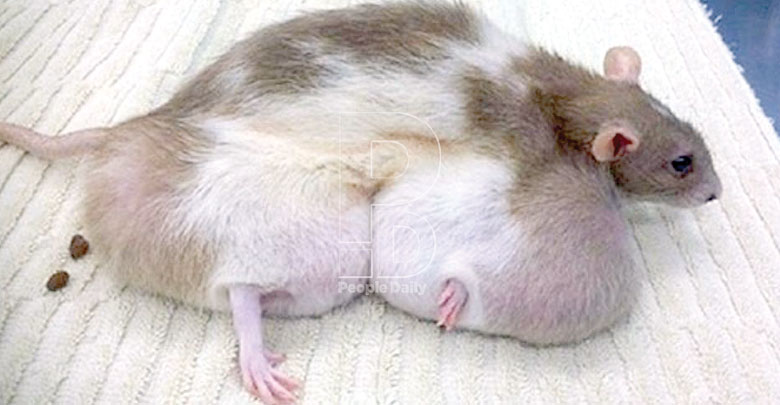 Scientists clash over cancer link to Genetically Modified foods