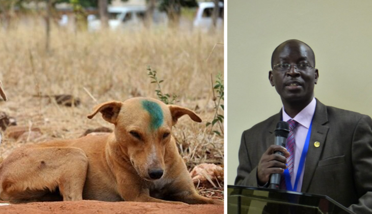 Why Kenya should conduct a ‘census’ for cats and dogs