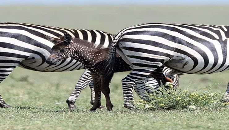 rare-coloured zebra