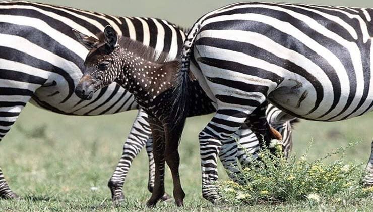 Zebra foal