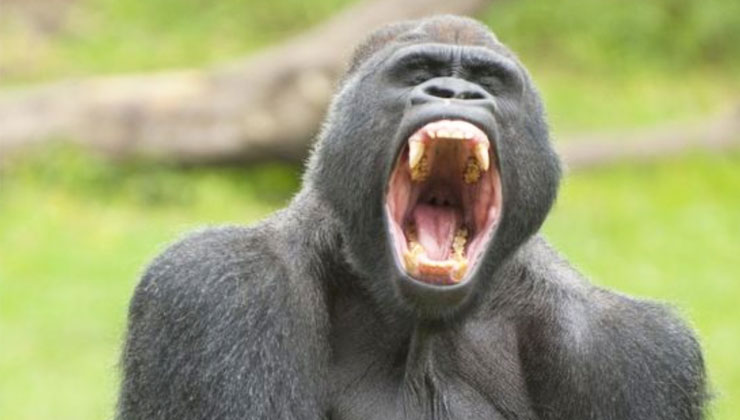 A rare and unfortunate sequence of events allowed a deadly type of malaria in gorillas to "jump" species and attack humans. [PHOTO | FILE]