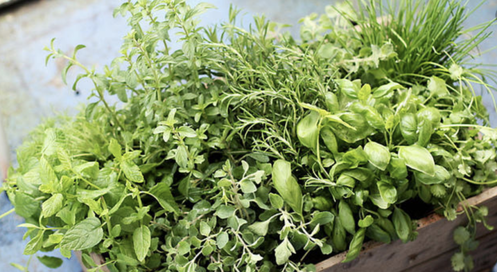 Herbs and Spices farming