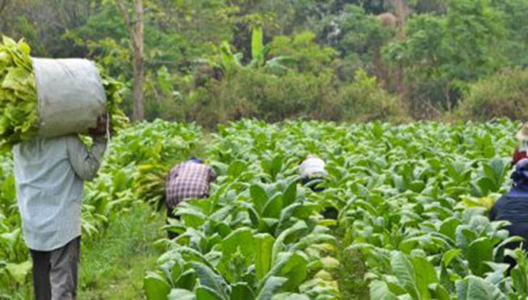 farmers