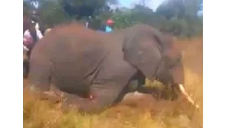 The KWS says a heartbreaking video clip of members of the public fatally hacking an elephant was recorded on June 21, 2018. [PHOTO | SCREENGRAB]