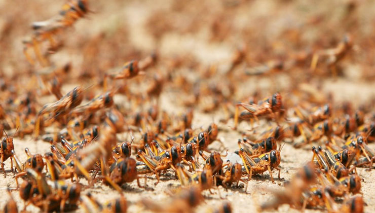 swarm of locusts