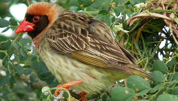 Kirinyaga County Government has started a three-day bird-elimination exercise aimed at saving 72, 000Kgs of rice from destruction daily. [PHOTO | COURTESY]