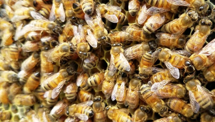 A 16-year-old girl from Lurambi died on Monday after bees attacked her while collecting firewood in a forest near her Shikoti Village home. [PHOTO | FILE]