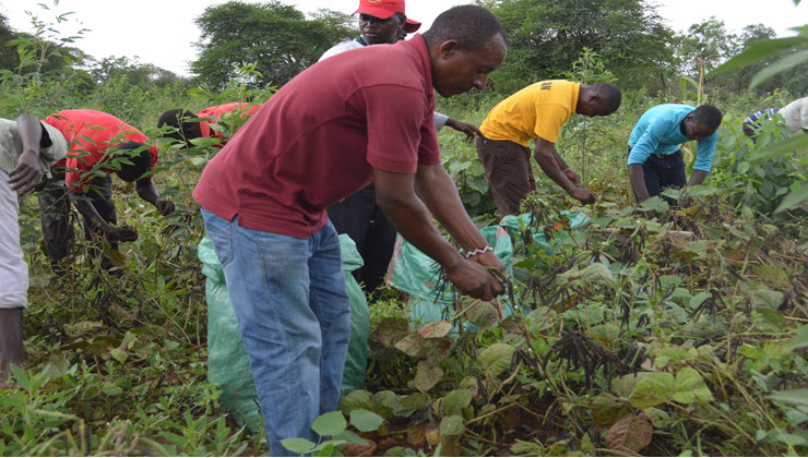 Mwingi farmers