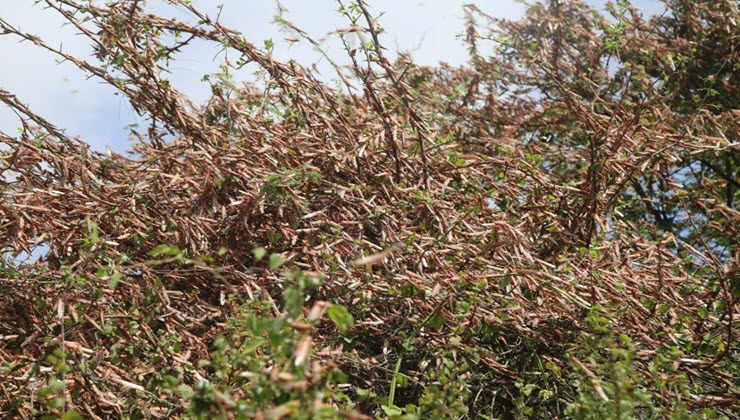 Ministry of Agriculture Principal Secretary (PS) Prof. Hamadi Boga now says by end of June or July, Kenya will be locust-free. [PHOTO | FILE]