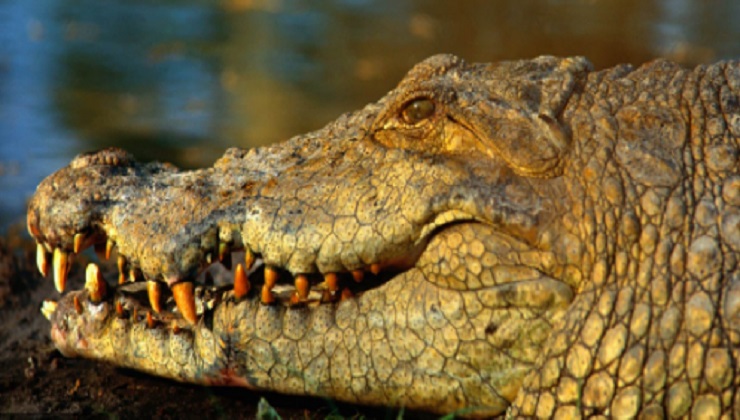 A man in Rwanda who breached the ongoing lockdown to reportedly go fishing has been killed and eaten by a crocodile. [PHOTO | FILE]