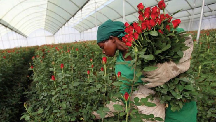 flower farms