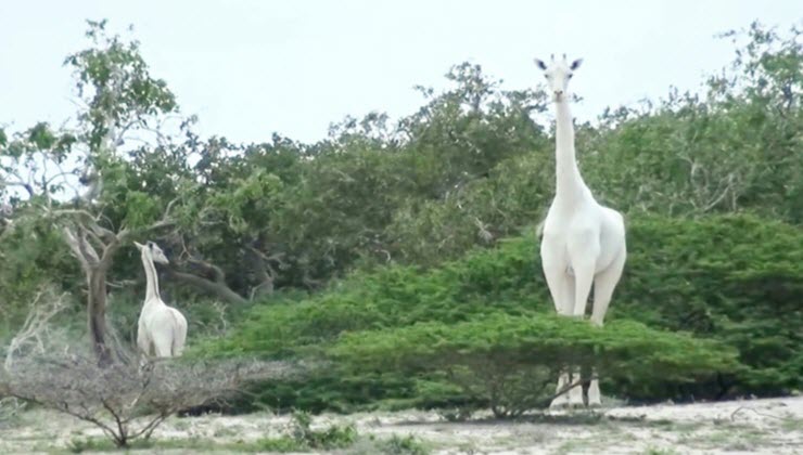 white giraffes