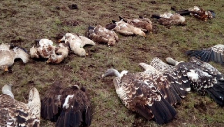 The Kenya Wildlife Service (KWS) said an investigation to establish the source of the poison that killed the rare species is underway. [PHOTO | COURTESY]