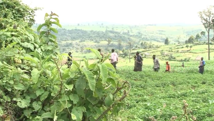 Narok clashes