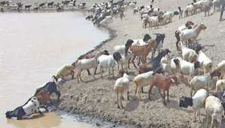 goat herders