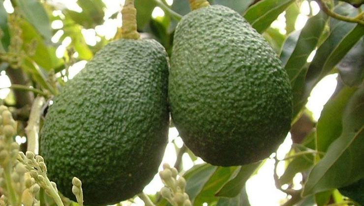 Don’t harvest immature avocados, it taints Kenya’s image – authority