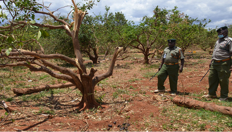 A section of the orange trees at the Manyani prisons farm orchard destroyed by straying elephants.