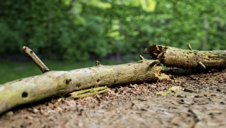 Tree branch falls on teenage girl fetching firewood, kills her on the spot