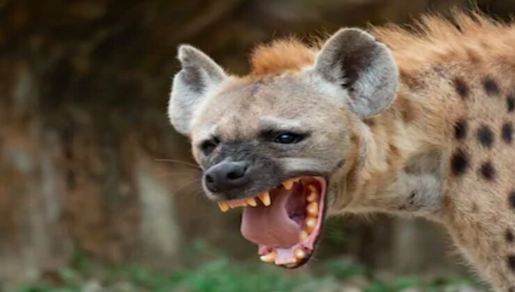 Al-Shabaab militants plant IED at police camp targeting officers but the explosive device killed hyenas instead