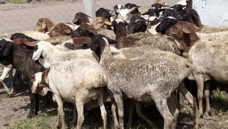 49 stolen goats, sheep nabbed while being transported to Kiamaiko slaughterhouse