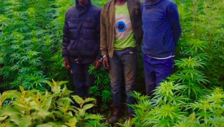14 people found weeding Ksh27M bhang crop arrested