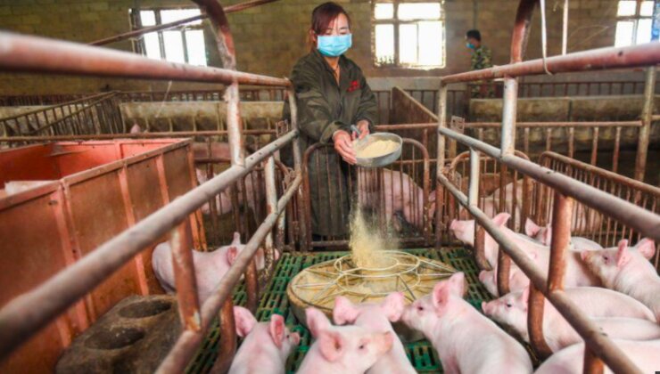 China has the world's biggest pig farming industry and is home to half the world's live hogs. [PHOTO | COURTESY]