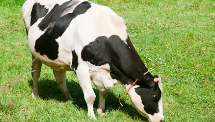Woman takes to her parents husband’s cow, sheep, three 90kg bags of maize, sofa set, wall unit as dowry
