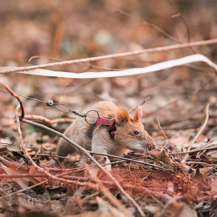 Tanzanian-born hero rat that received gold medal for detecting explosives retires