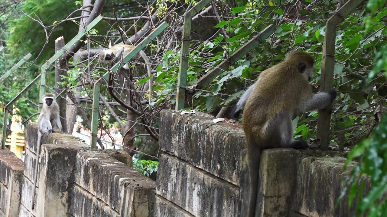 Residents stare at extreme poverty as monkeys sweep plantation in Murang’a
