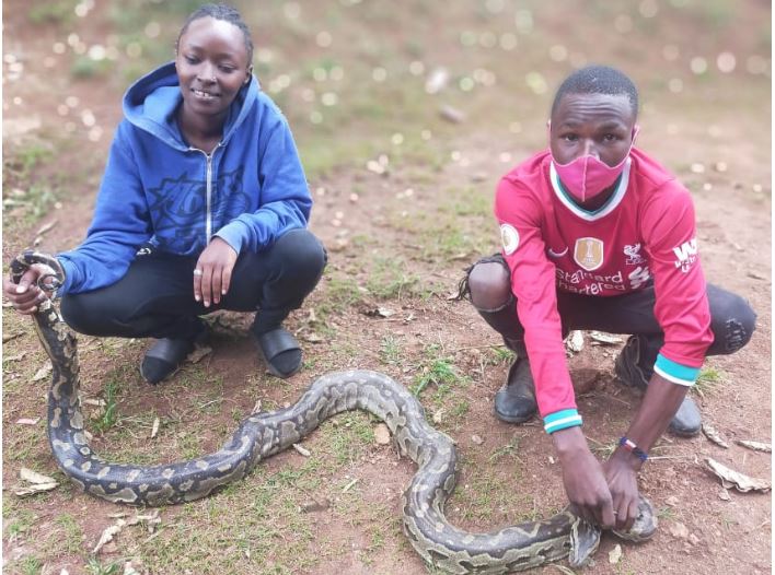 Relief in Murang’a as 23-year-old ‘snakeman’ catches chicken-hunting python