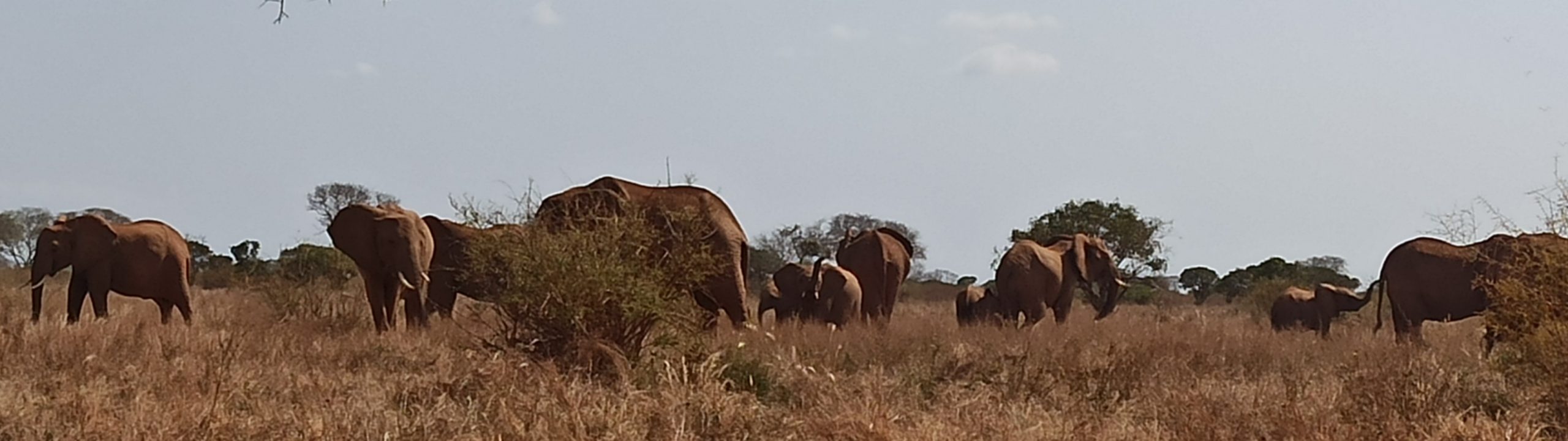 A herd of jumbos in their natural habitat in Maasai Mara National Game Reserve. PHOTO/KNA