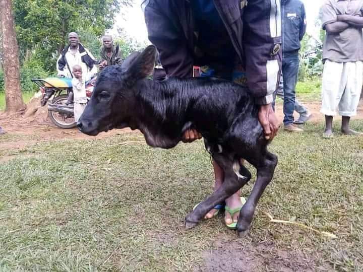 Shock as cow gives birth to two-legged calf in Kakamega