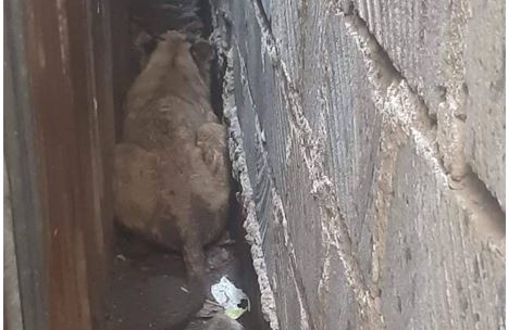 Fear as lion is spotted in Rongai residential area