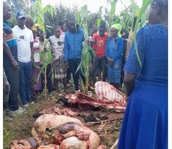 Cry as gang resorts to stealing, slaughtering cows for Mutura meat