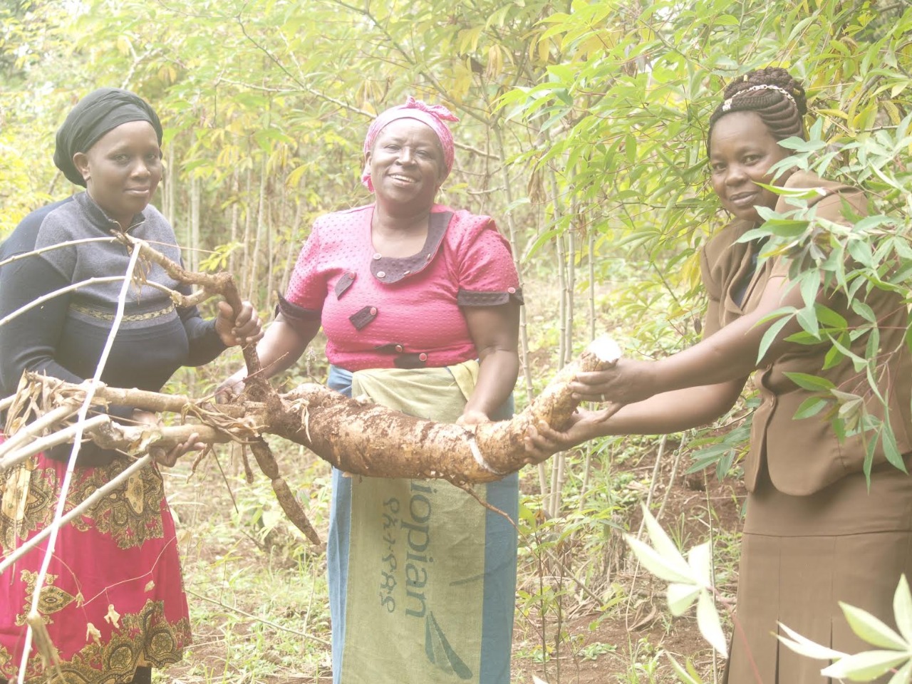 Future looks bright with GM cassava, say Murang’a farmers