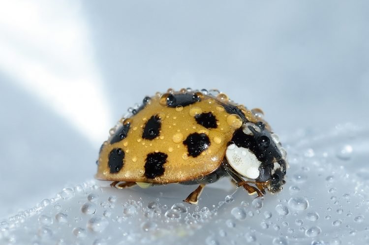 Shock as doctors find live ladybird in man’s intestines