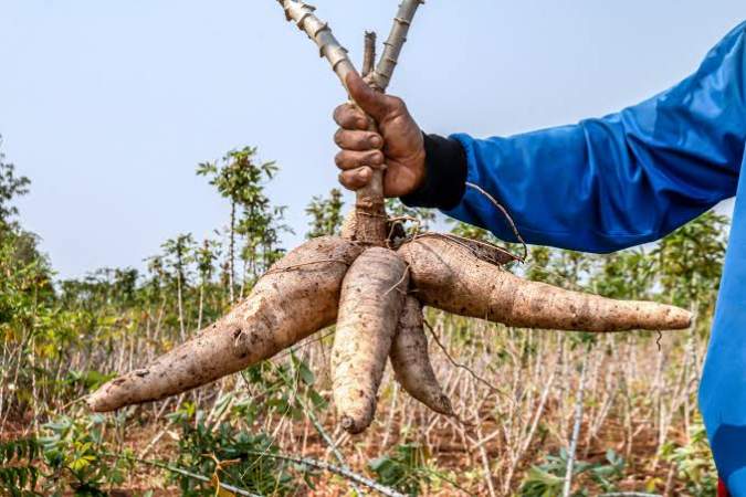 3-year-old baby dies after eating poisonous cassava in Kakamega