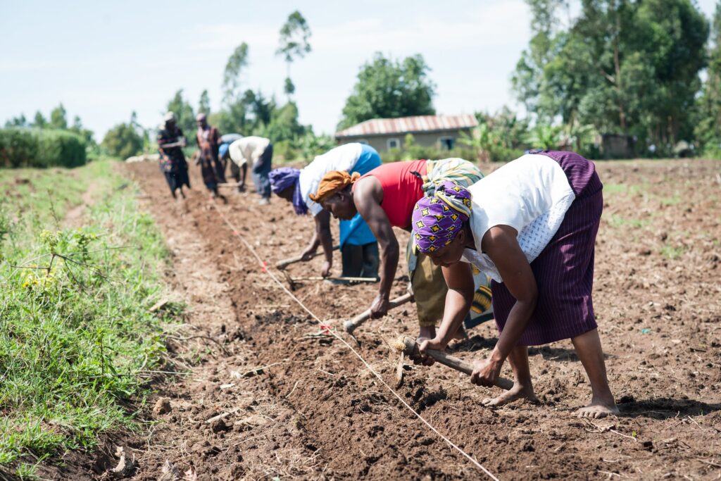 Gov't releases Ksh3.5 billion for fertiliser subsidy