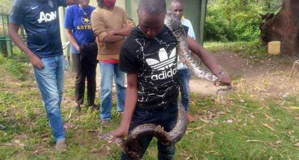 Murang'a: 25 year old man known for showcasing talent in snake capturing buried